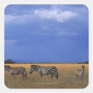 Subsidie Zebra 2 Vierkante Sticker