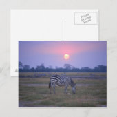 Subsidie Zebra 3 Briefkaart (Voorkant / Achterkant)