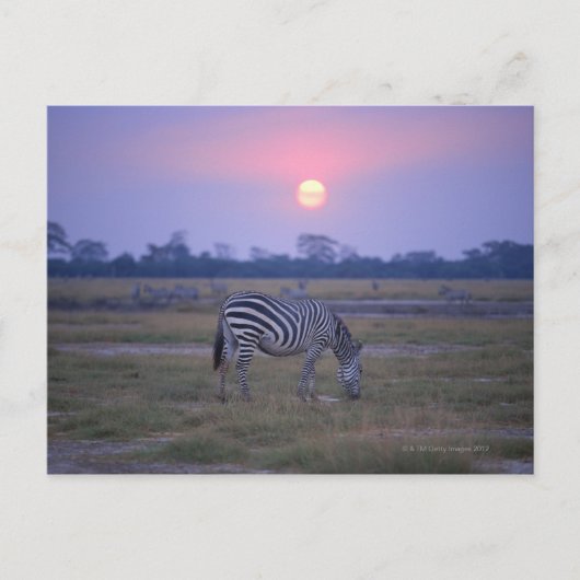 Subsidie Zebra 3 Briefkaart (Voorkant)