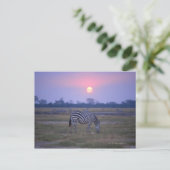 Subsidie Zebra 3 Briefkaart (Staand voorkant)