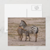 Subsidie Zebra 3 Briefkaart (Voorkant / Achterkant)