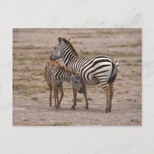 Subsidie Zebra 3 Briefkaart (Voorkant)