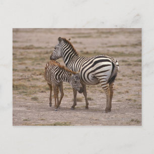 Subsidie Zebra 3 Briefkaart