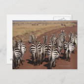 Subsidie Zebra 4 Briefkaart (Voorkant / Achterkant)