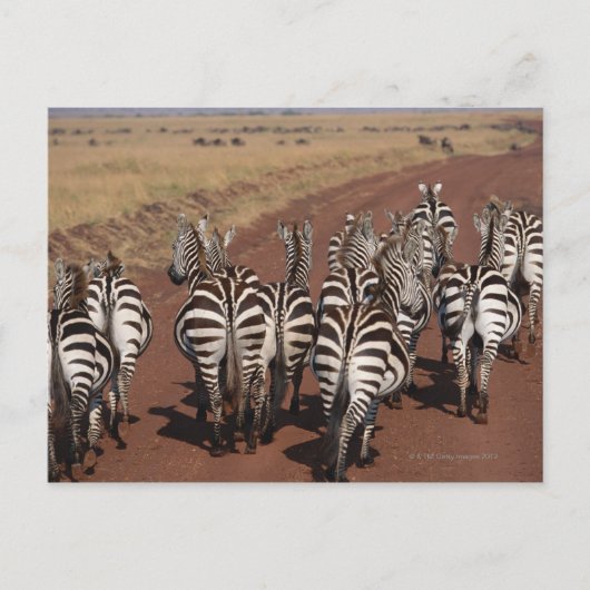 Subsidie Zebra 4 Briefkaart (Voorkant)