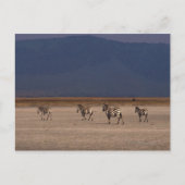 Subsidie Zebra 4 Briefkaart (Voorkant)