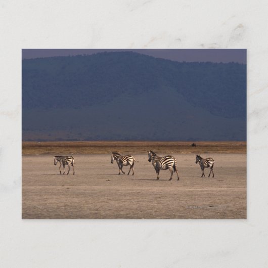 Subsidie Zebra 4 Briefkaart (Voorkant)