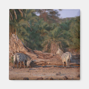 Subsidie Zebra 5 Magneet