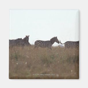 Subsidie Zebra 7 Magneet