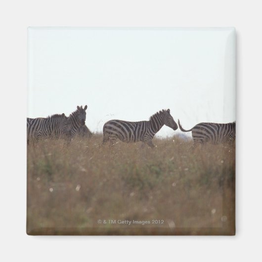 Subsidie Zebra 7 Magneet (Voorkant)