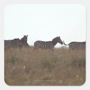 Subsidie Zebra 7 Vierkante Sticker