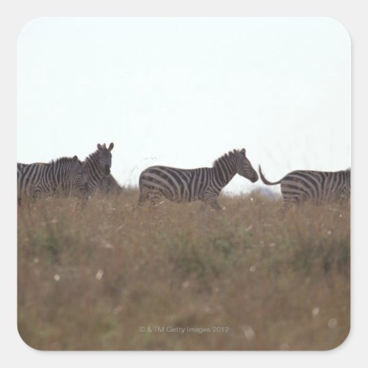 Subsidie Zebra 7 Vierkante Sticker (Voorkant)