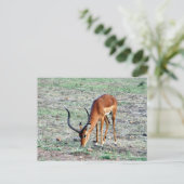 subsidiegazelle briefkaart (Staand voorkant)