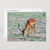 subsidiegazelle briefkaart (Voorkant / Achterkant)