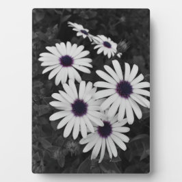 subtiel contrast van de natuur fotoplaat