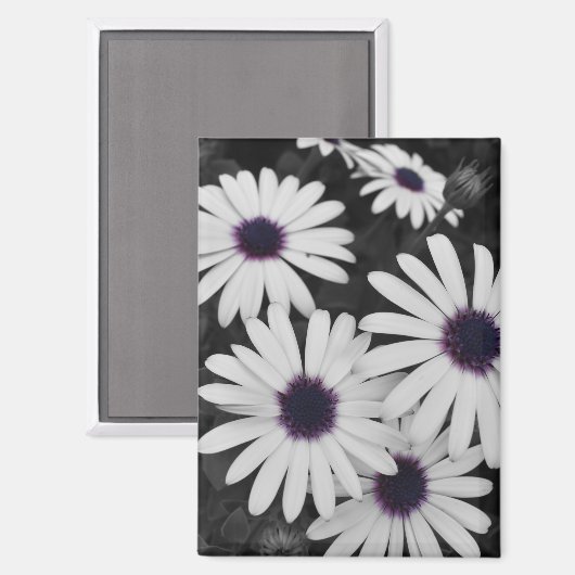 subtiel contrast van de natuur magneet (Voorkant / Achterkant)