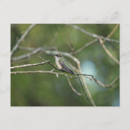 Subtle Beauty Briefkaart