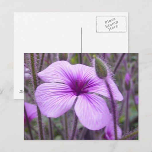 Subtle Paars Briefkaart (Voorkant / Achterkant)