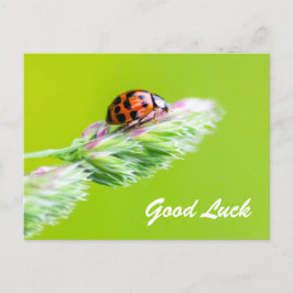 Succes met een kleine ladybug! briefkaart