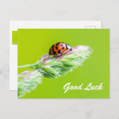 Succes met een kleine ladybug! briefkaart (Voorkant / Achterkant)