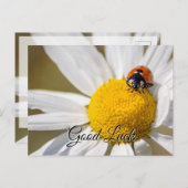 Succes met een schattige kleine ladybug! briefkaar briefkaart (Voorkant / Achterkant)