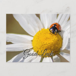 Succes met een schattige kleine ladybug! briefkaar briefkaart