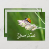 Succes met een schattige kleine ladybug! briefkaar briefkaart (Voorkant / Achterkant)
