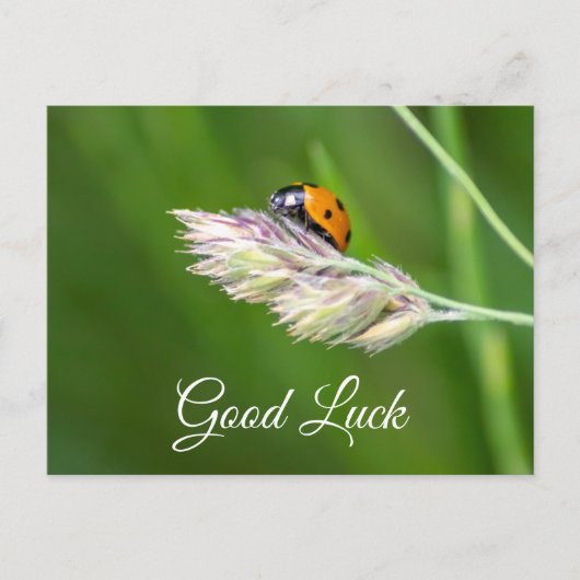 Succes met een schattige kleine ladybug! briefkaar briefkaart (Voorkant)