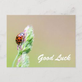 Succes met schattige kleine ladybugs! briefkaart
