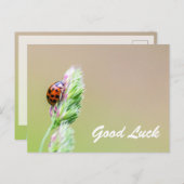 Succes met schattige kleine ladybugs! briefkaart (Voorkant / Achterkant)