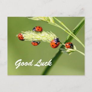 Succes met schattige kleine ladybugs! briefkaart