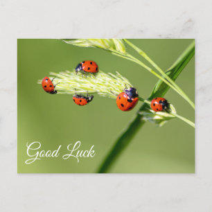 Succes met schattige kleine ladybugs! briefkaart