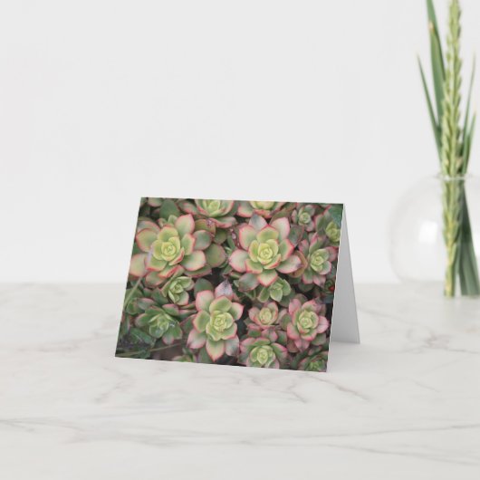 Succulcultus blank card notitiekaartje (Voorkant)