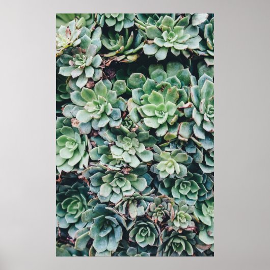 Succulent 2 poster (Voorkant)