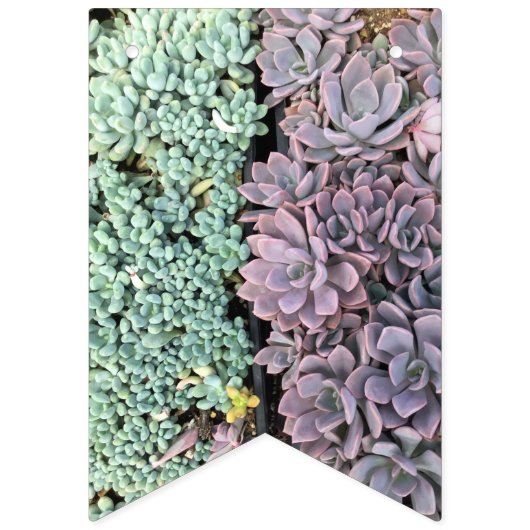 Succulent Banner (Tweede vlag)