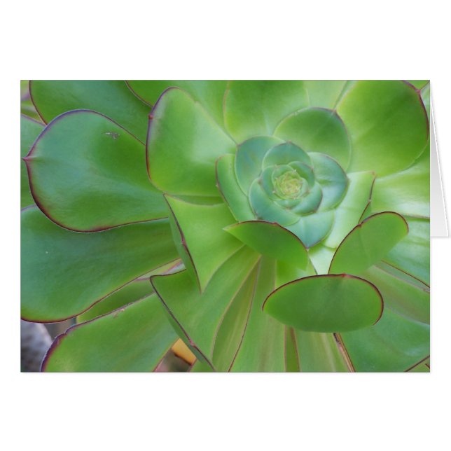 Succulent Beauty...Oxnard California (Voorkant Horizontaal)