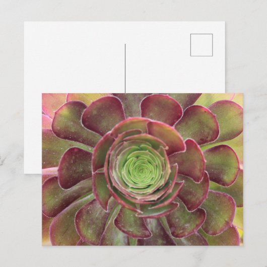 Succulent Briefkaart (Voorkant / Achterkant)