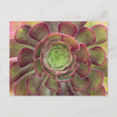 Succulent Briefkaart (Voorkant)