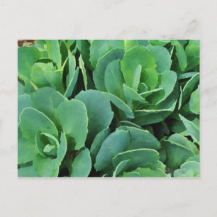 Succulent briefkaart