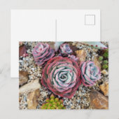 Succulent briefkaart (Voorkant / Achterkant)