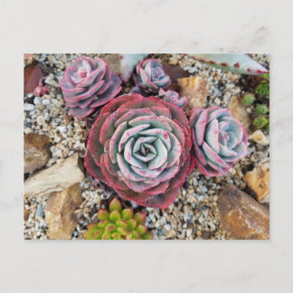 Succulent briefkaart