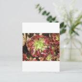 Succulent Briefkaart (Staand voorkant)