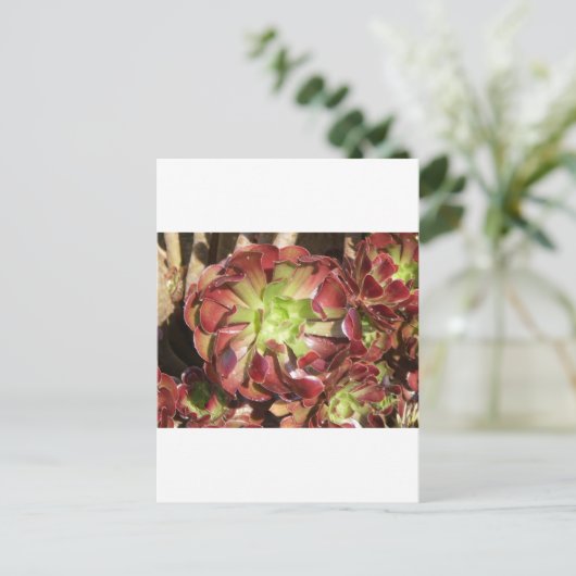 Succulent Briefkaart (Staand voorkant)