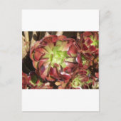 Succulent Briefkaart (Voorkant)