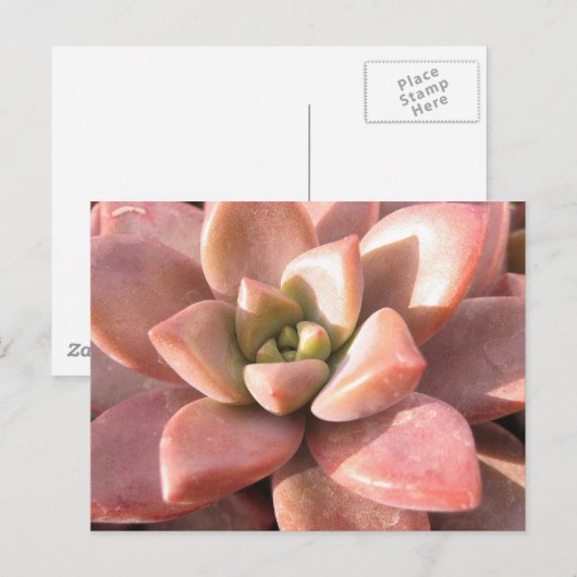 Succulent Cactus Briefkaart (Voorkant / Achterkant)