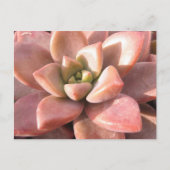 Succulent Cactus Briefkaart (Voorkant)