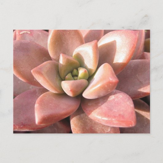 Succulent Cactus Briefkaart (Voorkant)