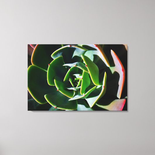 Succulent Canvas Afdruk (Voorkant)