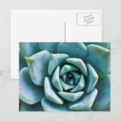 Succulent Closeup Briefkaart (Voorkant / Achterkant)