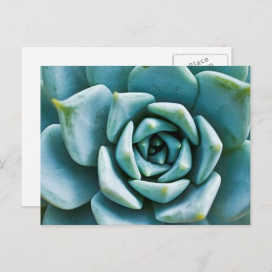 Succulent Closeup Briefkaart (Voorkant / Achterkant)